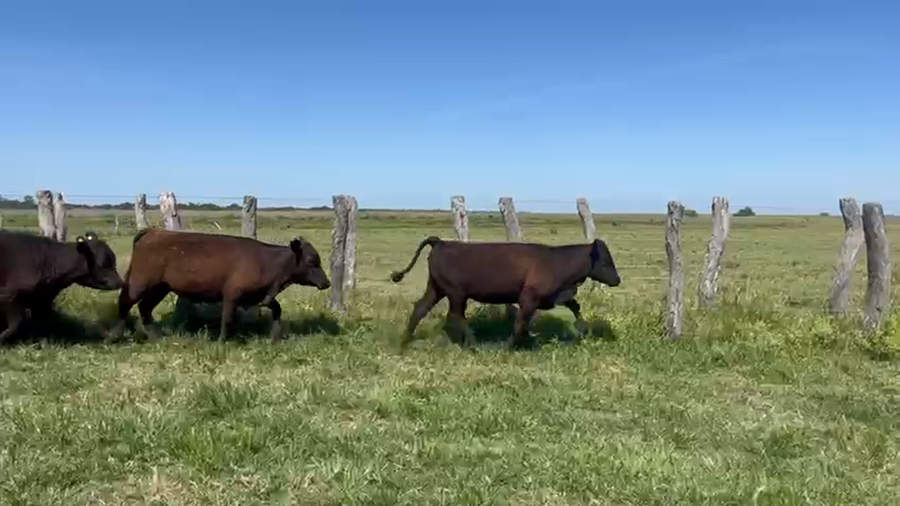 Lote 65 Terneras en Corrientes, Goya