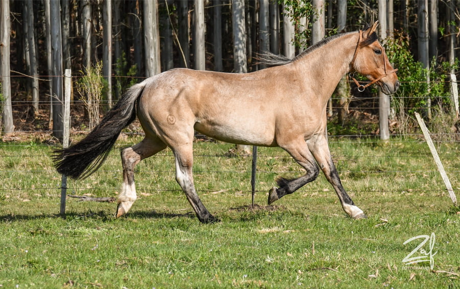 Lote Brusella Ñaquiñá