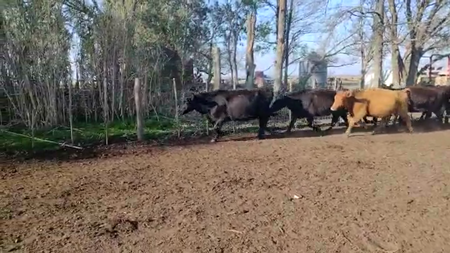 Lote 28 Vacas nuevas en Chascomús, Buenos Aires