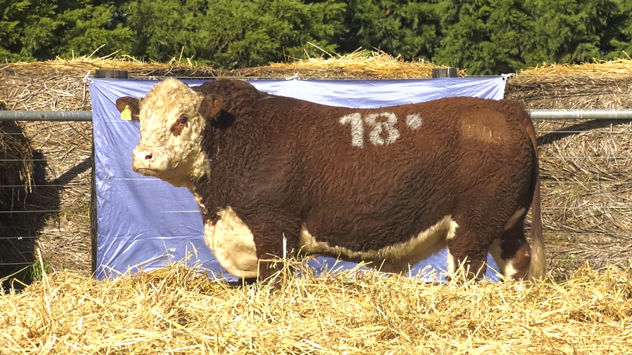 Lote TOROS P. HEREFORD PURO REGISTRADO
