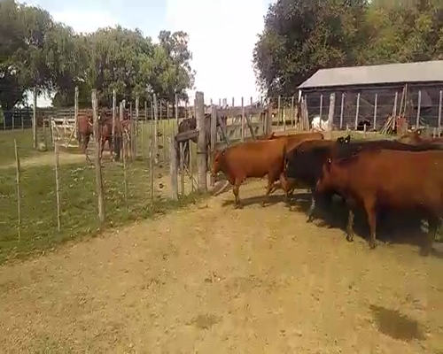 Lote 27 Vaquillonas G/P  en Navarro, Buenos Aires