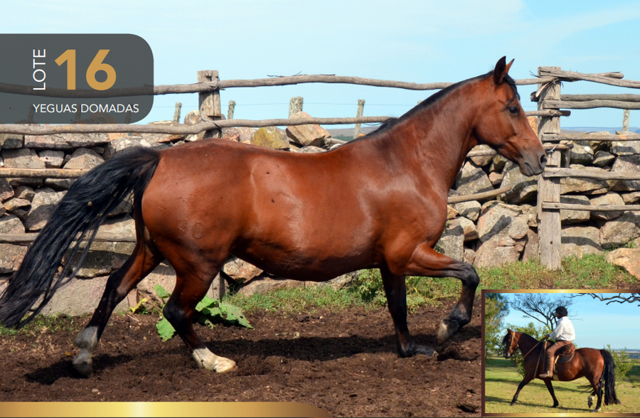 Lote Aquerenciada Fogata