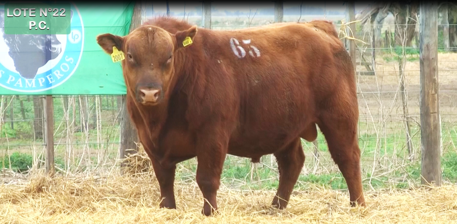 Lote TOROS PUROS CONTROLADOS