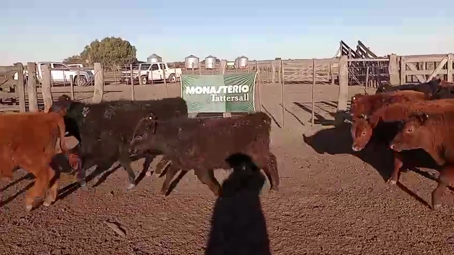 Lote 120 Terneros en Rivera