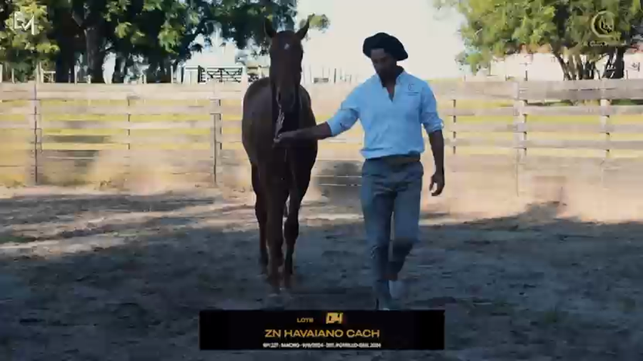 Lote ZN HAVAIANO CACH