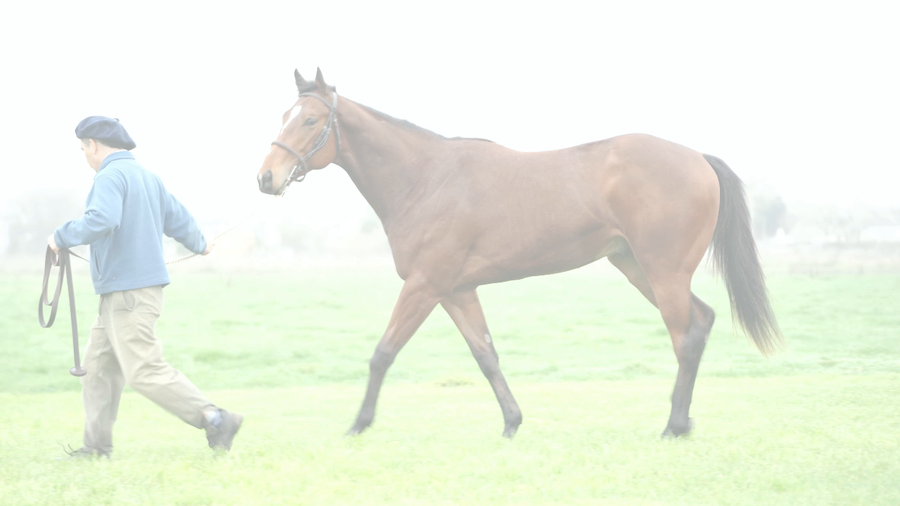 Lote JOHAN CHUCK (CURIOSO JOHAN -  SOY CHUCK)
