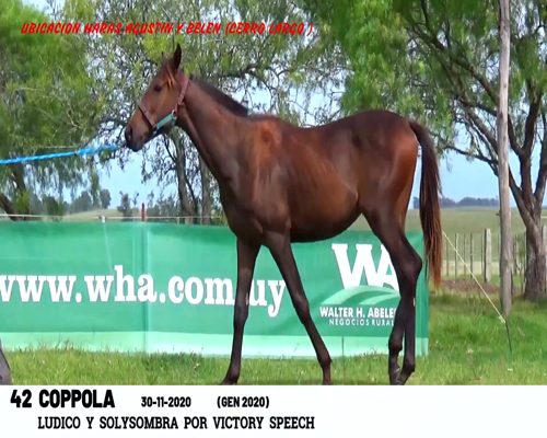 Lote COPPOLA