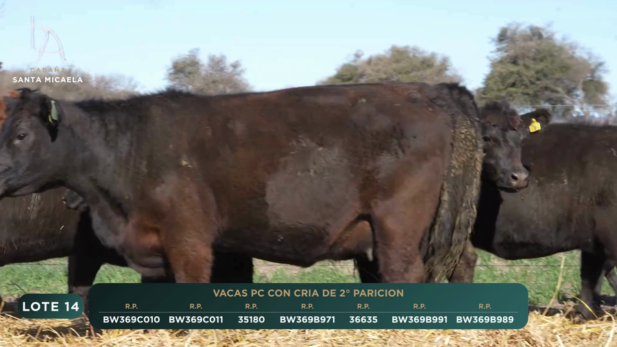 Lote VACAS PC PARIDAS