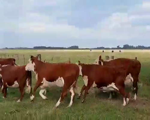 Lote 40 Vaquillonas hereford C/ gtia de preñez en Lobos, Buenos Aires