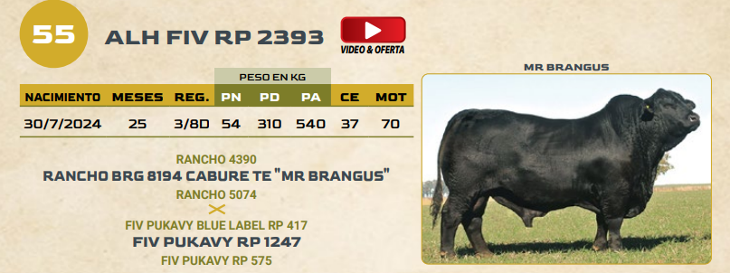 Lote LOTE 55