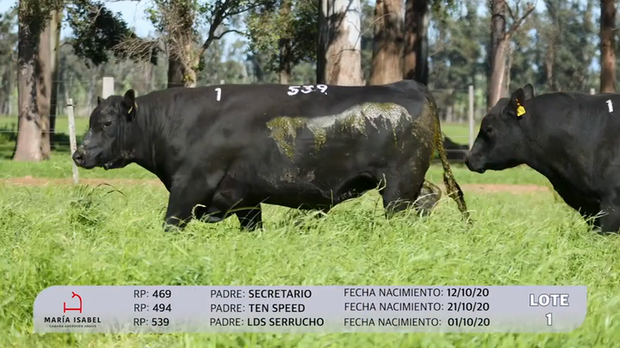 Lote 3 Toros PI a remate en Maria Isabel - Otto Fernandez, Artigas