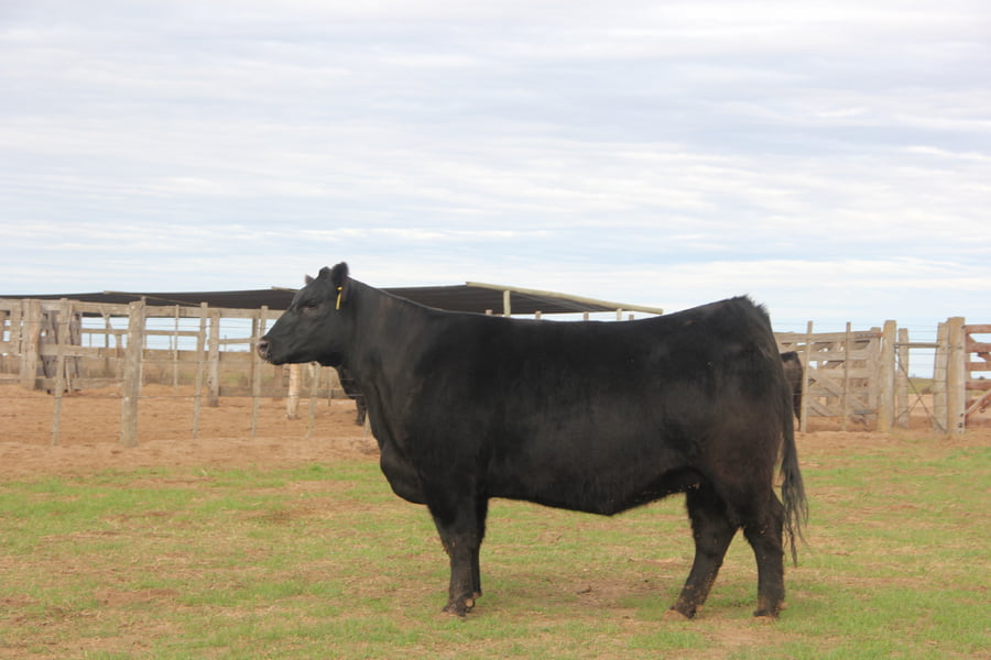 Lote VAQUILLONAS PURAS DE PEDIGREE