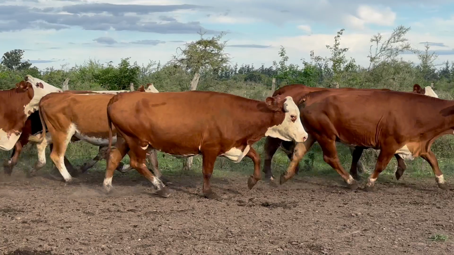 Lote 46 Vacas de invernar