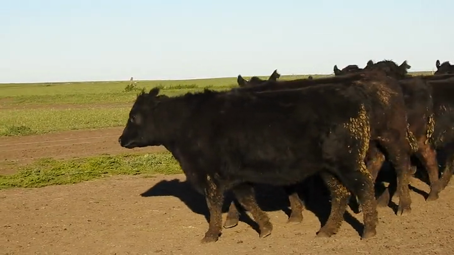 Lote 15 VAQUILLONAS ANGUS MAS