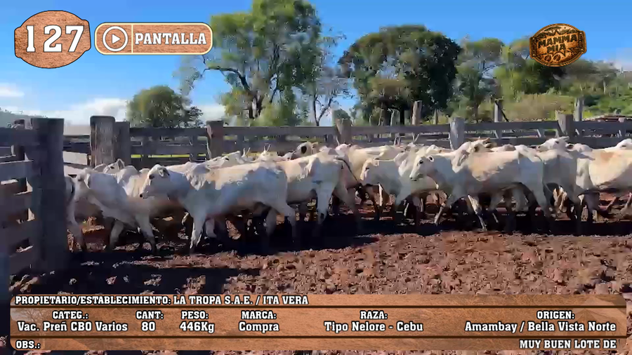 Lote LOTE 127 - PANTALLA