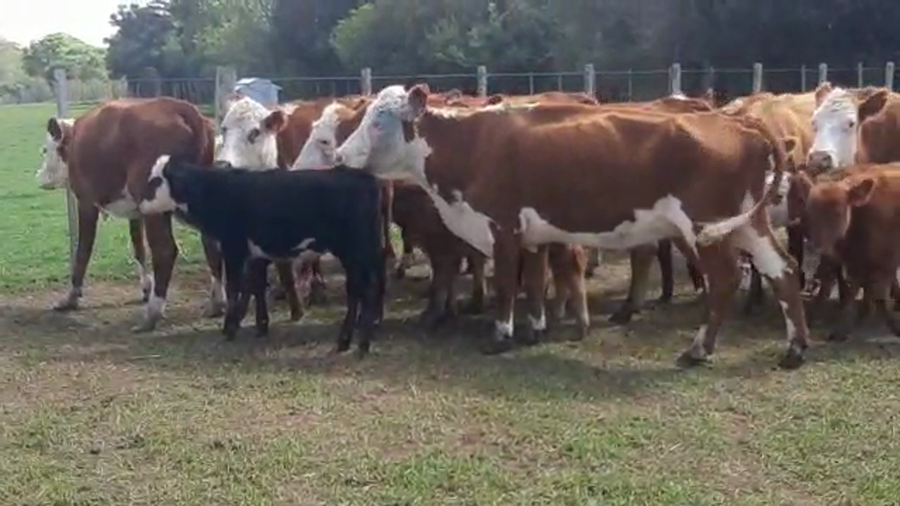 Lote 22 Piezas de cría con hembra