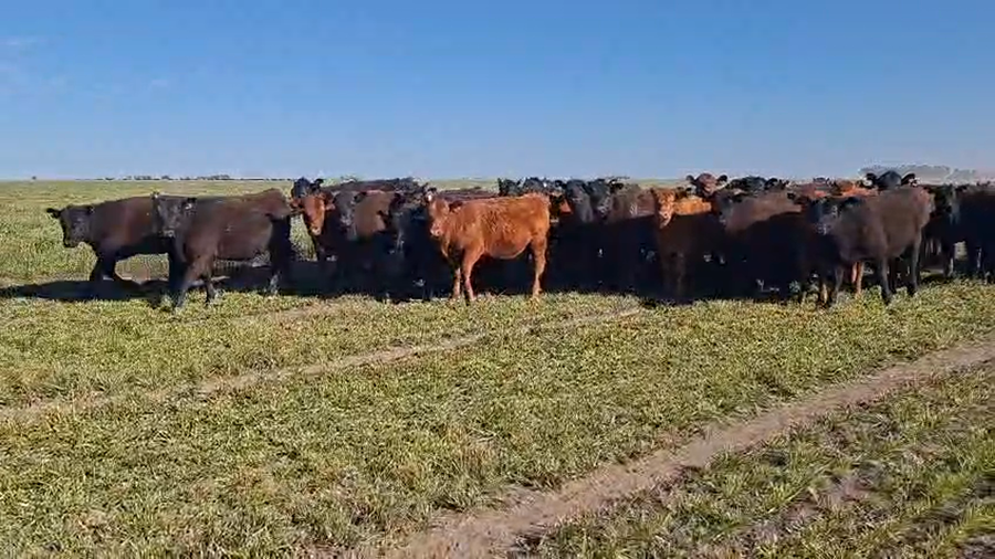 Lote 90 Vaquillonas