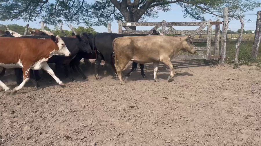 Lote 38 Vaquillonas preñadas en San Cosme, Corrientes
