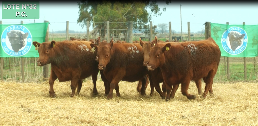 Lote VAQUILLONAS P.C. 15 MESES - PREÑADAS - PARICION PRIMAVERA