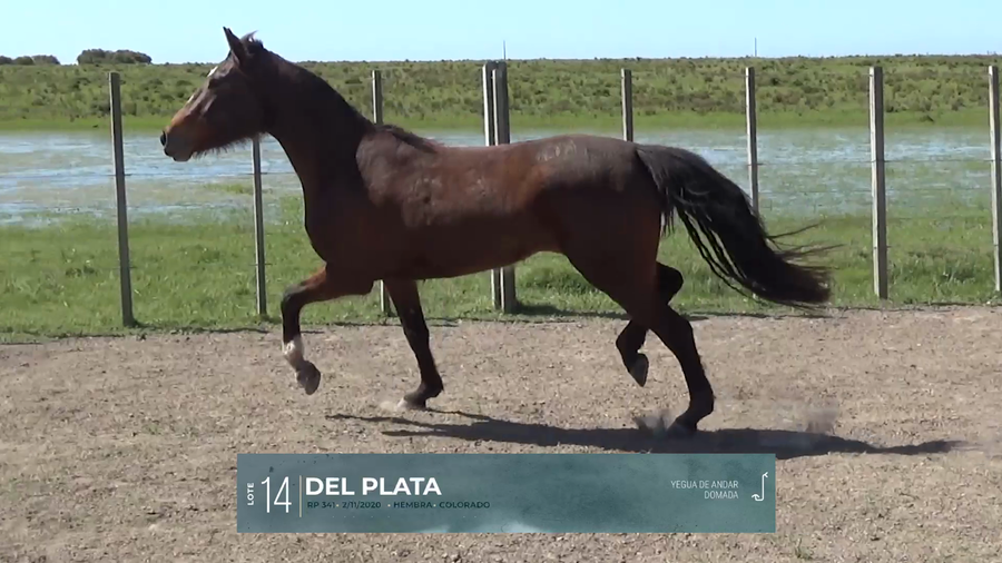 Lote Yeguarizos a remate en Criollos, Montevideo