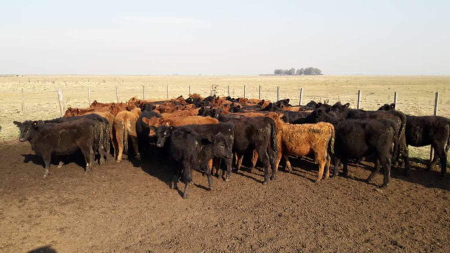 Lote 60 Terneras en Gral. Lamadrid, Buenos Aires