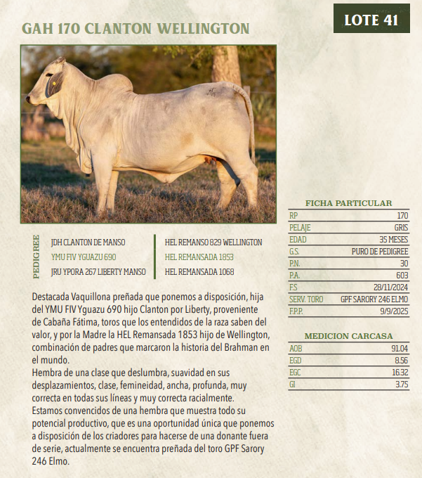 Lote LOTE 41