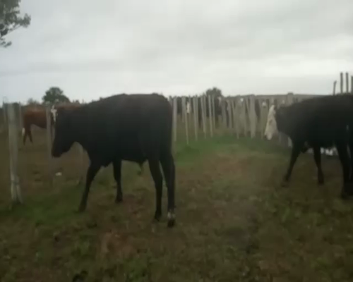Lote 2 Novillos CRUZAS AA a remate en Pantalla Aniversario 580kg - , San José