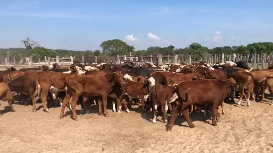 Lote 133 Terneros/as Braford en Pueblo Libertador, Corrientes