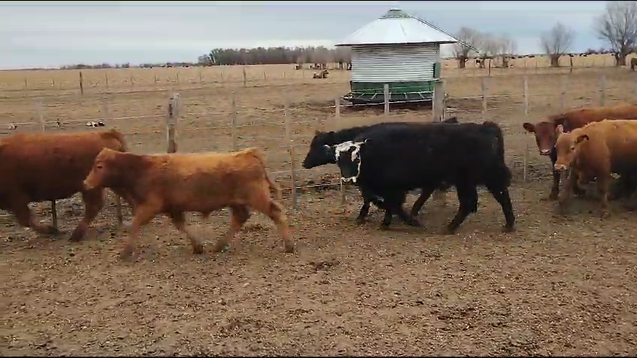 Lote 118 Terneros en Pehuajó, Buenos Aires