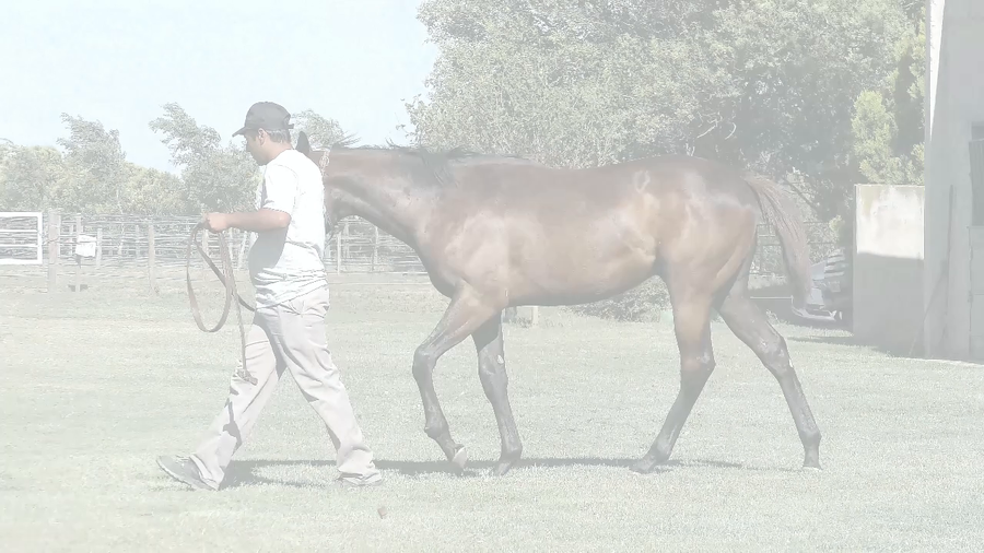 Lote RIO HIGH (LENOVO  -  LADY HIGH)