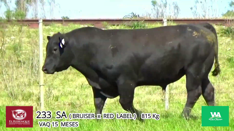 Lote Toros a remate en Angus el Rebenque  en Asociación Rural de Florida