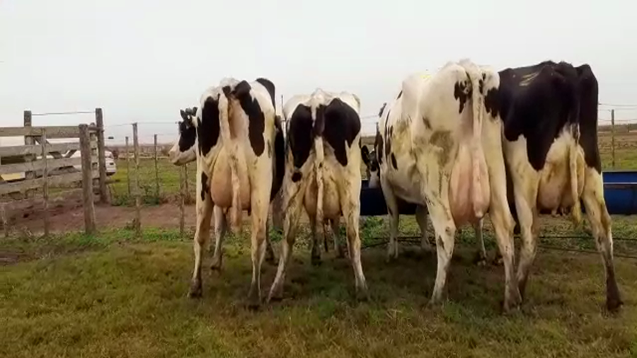 Lote Vacas En Producción - Hornero Chico