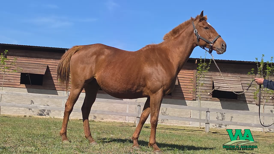 Lote FLORENCE ECLIPSE (Arg)
