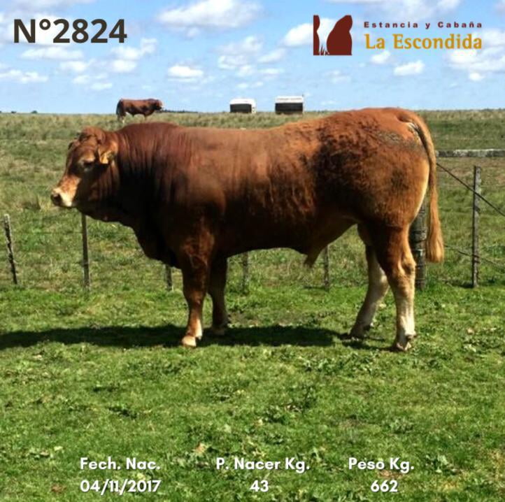 Lote Venta particular de Toros Limousin