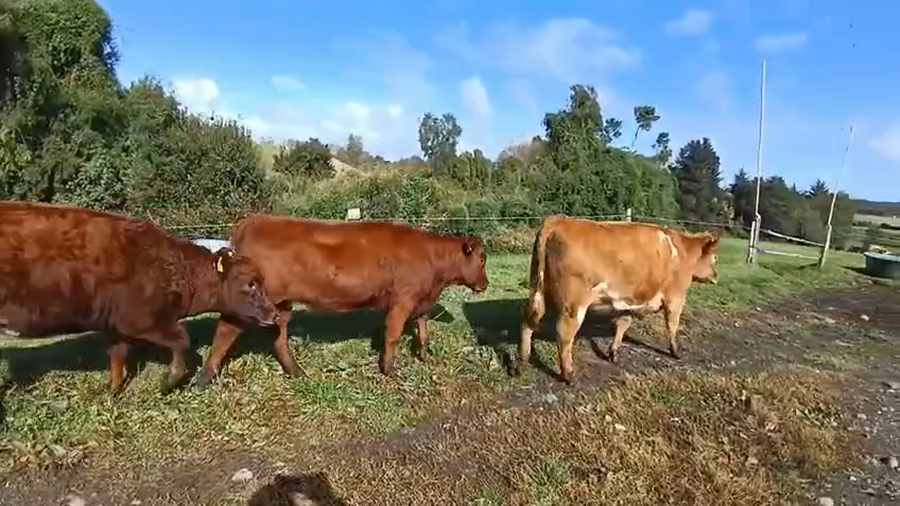 Lote 25 Vaquilla Engorda en Río Bueno, XIV Región Los Ríos