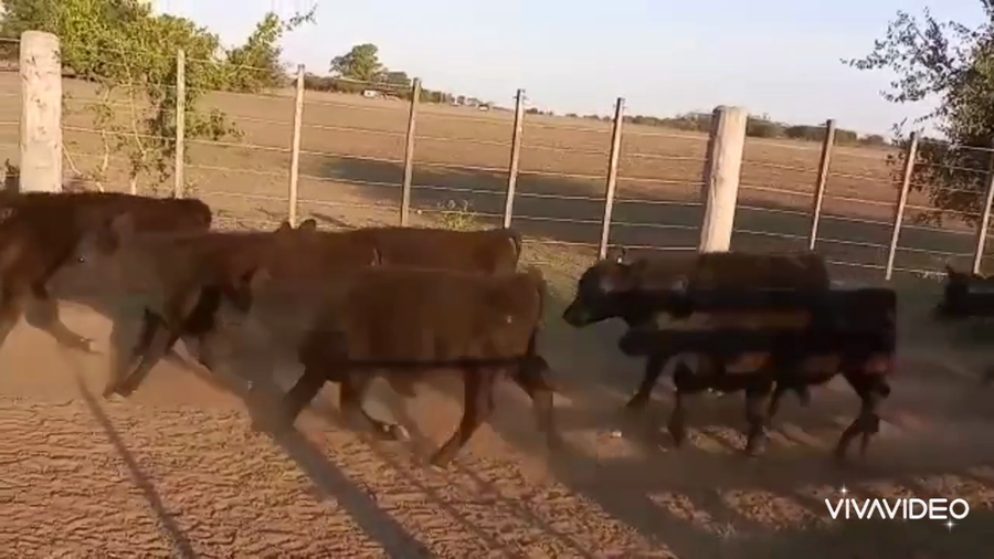 Lote 53 Terneros/as en La Plata, Buenos Aires