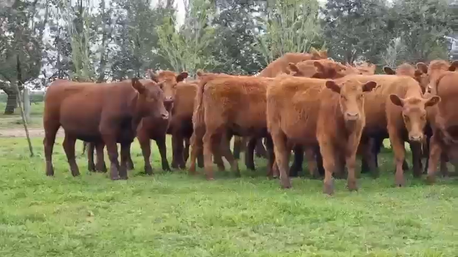 Lote 140 Vaquillonas