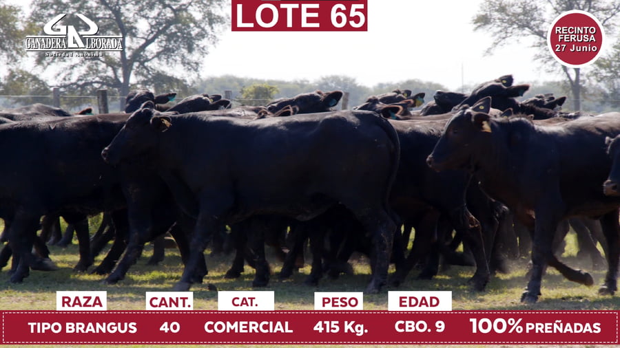 Lote Reproductores de Alborada - Lote 65