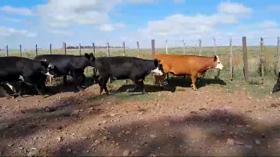 Lote 13 Vaquillonas preñadas 8 AA X HE,  5 RA X HE a remate en 1° Remate Virtual BALTASAR BRUM 327kg -  en BALTASAR BRUM. 13 KM POR CAMINO A D.LAMAS