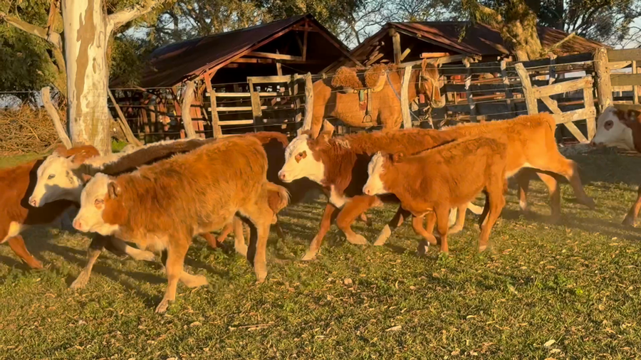 Lote 70 Terneros/as en Corrientes, Mercedes