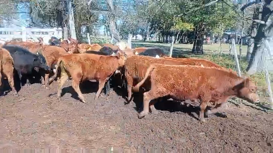 Lote 46 Terneros/as Braford, Brangus y sus cruzas en Cayastacito, Santa Fe