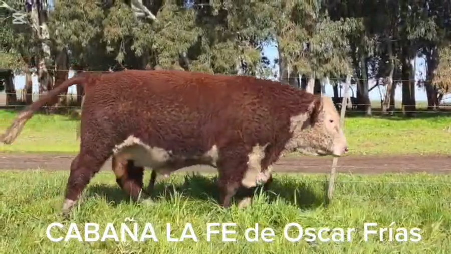Lote Toros