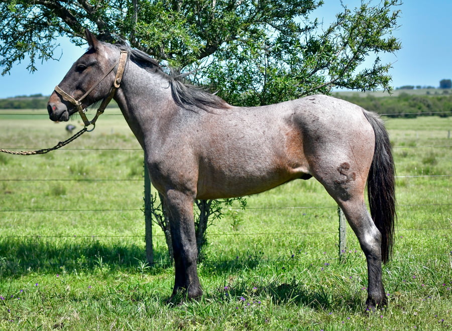 Lote Aquerenciado El Remate