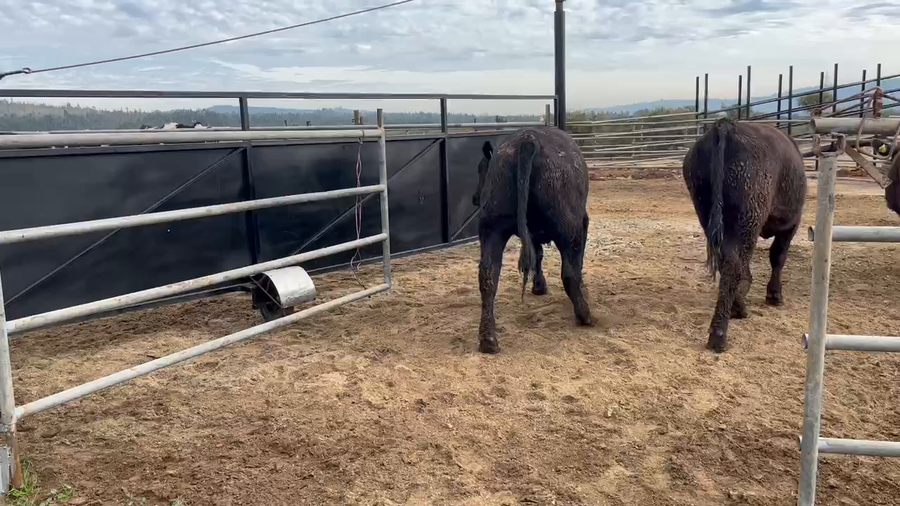 Lote 25 Vaquilla Gorda en Casablanca, V  Región Valparaíso