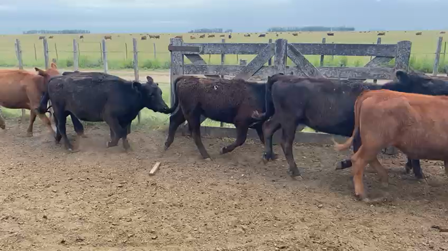 Lote 122 Terneros/as en Rauch, Buenos Aires