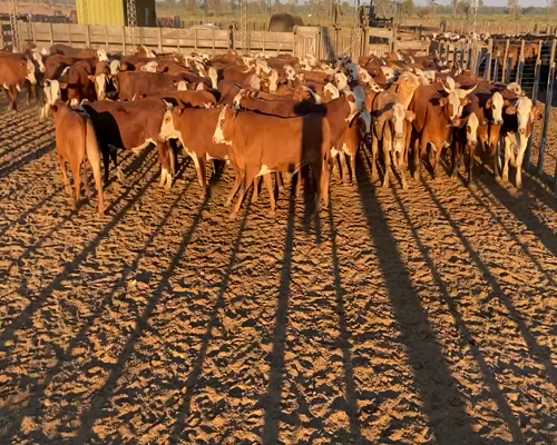 Lote 114 Novillitos en Bandera, Santiago del Estero