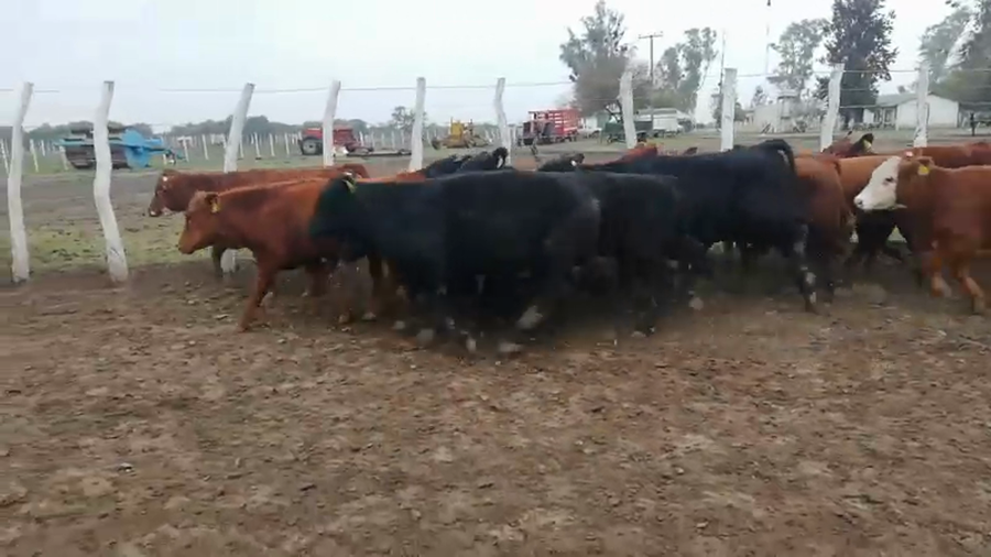 Lote 75 Terneros/as en Federal, Entre Ríos