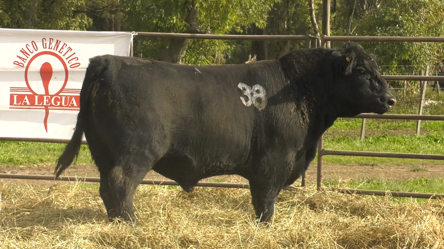 Lote TOROS ANGUS NEGROS  PC
