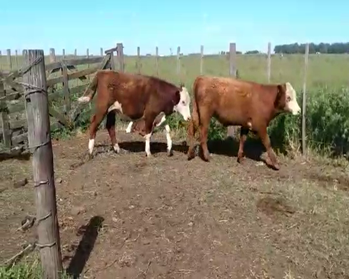 Lote 34 Terneros/as en Olavarría, Buenos Aires