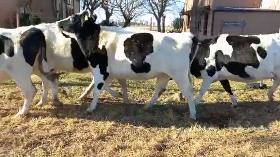 Lote Elvira Julia - Vaquillonas Preñadas